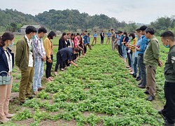 Nâng cao chất lượng thạch đen phục vụ xuất khẩu