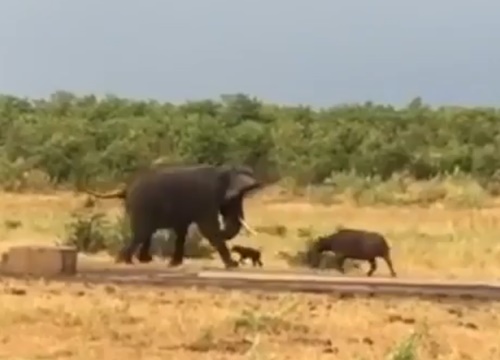 Nghé con 'hổ báo' truy đuổi voi