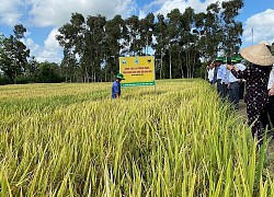 Nông dân thắng lớn nhờ canh tác lúa thông minh