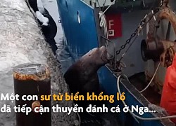 Sư tử biển khổng lồ áp sát thuyền xin cá ngư dân