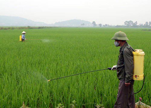 Thời tiết ấm, lúa xuân sinh trưởng nhanh, nguy cơ sâu bệnh