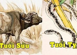 Tử vi thứ 7 ngày 3/4/2021 của 12 con giáp: Sửu vận trình công việc thăng tiến, Tỵ có nhiều tin vui tài lộc