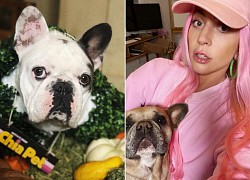 Bắt giữ 5 kẻ tình nghi trong vụ cướp thú cưng của Lady Gaga