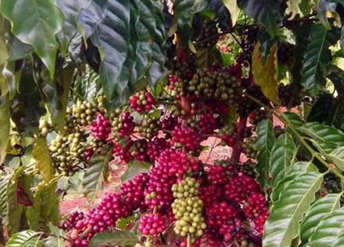 Giá cà phê hôm nay 30/4: Robusta điều chỉnh sau đợt tăng nóng, cà phê Việt tự cứu lấy mình bằng chất lượng