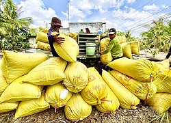 Giá lúa gạo hôm nay 30/4: Giá gạo xu hướng tăng trở lại