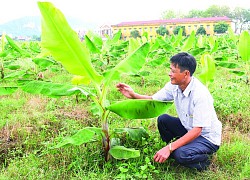 Huyện Vĩnh Lộc phát triển nông nghiệp theo hướng bền vững