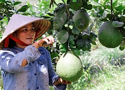 Khánh Vĩnh: Vận động nông dân quan tâm chất lượng bưởi da xanh