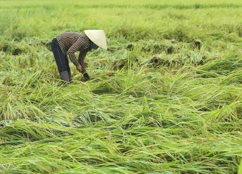 Mưa dông khiến 1 người bị thương, 20 ha lúa, hoa màu thiệt hại