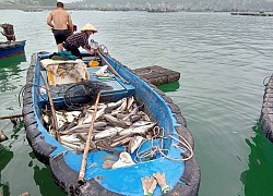 Nóng trên mạng xã hội: Hết cá sông đến cá biển chết bất thường hàng loạt