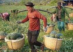 Phu gánh dưa ở Tây Nguyên