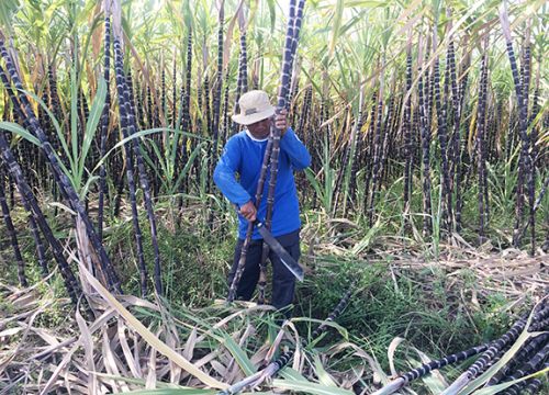 Tăng thu nhập nhờ trồng mía tím