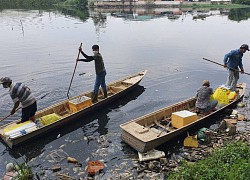 TPHCM: Xuyên trưa vớt hàng ngàn con cá chết trong ao