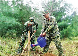 Trồng lại rừng trên đất đảo