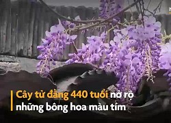 Cây tử đằng hơn 400 năm tuổi nở hoa ở Trung Quốc