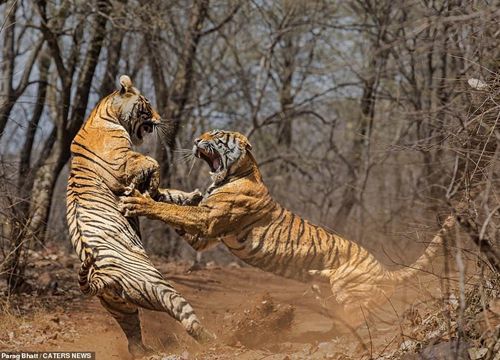 Đúng 0h ngày 1/3 âm lịch, những tuổi này được 'sao tài lộc chiếu mệnh' giàu sang nhanh chóng chỉ trong một đêm