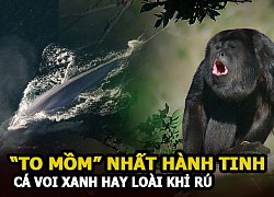 Khám phá loài cá voi xanh động vật lớn nhất thế giới và những loài vật &#8220;to mồm&#8221; nhất hành tinh