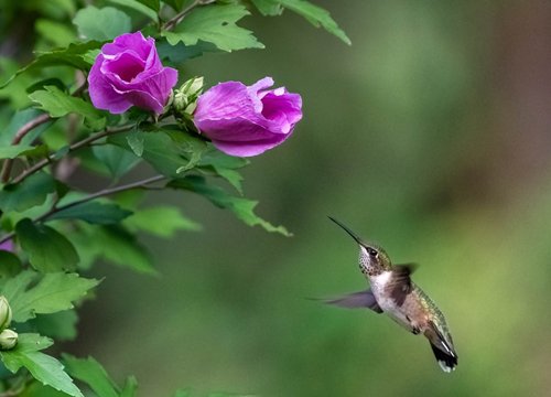 Những nàng giáp 'lão hóa ngược' càng có tuổi lại càng sắc sảo - xinh đẹp, hậu vận nhiều phúc khí của cải dồn về tiêu mãi không hết