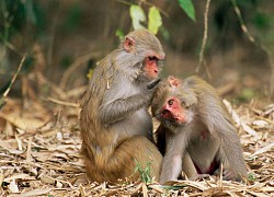 Những tuổi 'không thành rồng cũng thành phượng' trong tháng 3 âm lịch, làm tới đâu 'thắng đậm' tới đó