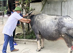 Tập trung cao cho công tác phòng ngừa, dập dịch trên đàn gia súc ở Đức Thọ