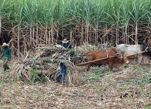 Xây dựng nội lực vững vàng cho ngành mía đường