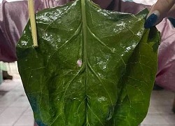 Ăn mỗi bát mì, cô gái được khuyến mại lá rau "siêu to khổng lồ"