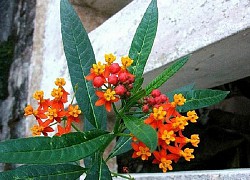 Những loài cây chứa độc tố gây ra cái chết kinh hoàng cho con người