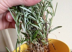 Cây hương thảo mua về dễ đen lá, chết khô, làm theo cách này tăng tỷ lệ sống sót