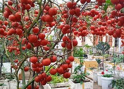 Choáng ngợp với vườn nông sản sân thượng quả trĩu cành, muôn hoa khoe sắc