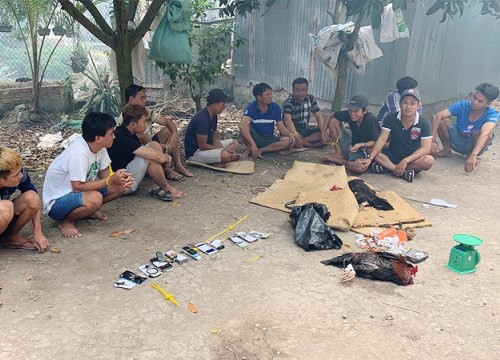 Công an Long Xuyên triệt phá tụ điểm đá gà