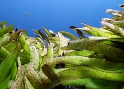 Đoạn phim hiếm về đồng cỏ biển lớn nhất thế giới