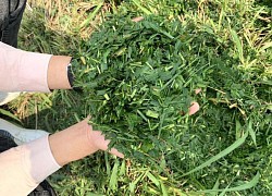 Công bố lưu hành các giống cỏ chăn nuôi lâu năm trồng bằng hạt