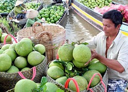 Gian nan quả bưởi Việt Nam sang Nga
