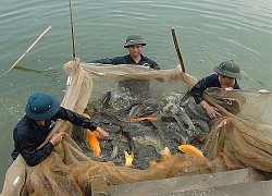 Hà Nội vẫn còn nhiều dư địa để phát triển nuôi trồng thủy sản