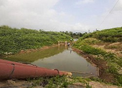 Hàng trăm ha lúa đông xuân có nguy cơ mất trắng vì thiếu nước