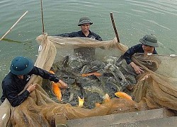 Hình thành 82 vùng nuôi trồng thủy sản tập trung quy mô lớn
