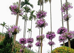 Mãn nhãn vườn lan tím lịm trên thân cau ở Yên Bái
