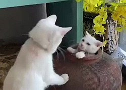 Mèo trêu ngươi đồng bọn