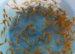 Nấu đồ có sẵn đãi khách, chàng trai bị CĐM ném đá vì cho rằng &#8220;ác quá&#8221;