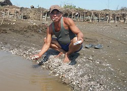 Nhiều diện tích nghêu bị chết thiệt hại hàng tỷ đồng