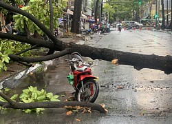 TP.HCM: Mưa to, gió lớn làm cây đổ, đè trúng hai người tại quận 1