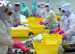 Xuất khẩu tôm ở Cà Mau có nhiều tín hiệu khả quan sau dịch