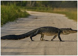 Cá sấu xuất hiện tràn lan ở Florida