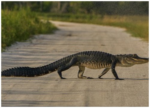 Cá sấu xuất hiện tràn lan ở Florida