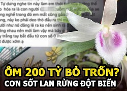 &#8220;Ôm&#8221; 200 tỷ bỏ trốn, chủ vườn lan tính chơi trò &#8220;cây lúa non&#8221;?