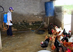 Dịch cúm H5N6 bùng phát, một xã ở Nghệ An tiêu hủy hàng nghìn con gà