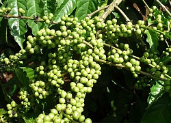 Giá cà phê hôm nay 15/4: Arabica ở mức cao nhất trong vòng 1 tháng, Robusta vượt ngưỡng 1.400 USD/tấn