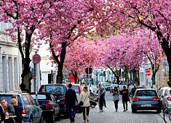 Hoa anh đào nở rộ trên các con phố ở Bonn, Đức