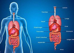 Dấu hiệu nhận biết 5 cơ quan nội tạng bị "bẩn": Hãy thử đối chiếu xem cơ thể bạn có sạch không?