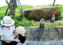 Khỉ Sơn Trà dính bẫy, chân đứt lìa: Dân mạng rần rần chuyện cứu hộ bằng súng gây mê