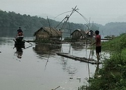 Lại thêm hàng chục tấn cá chết trắng vùng hạ lưu sông Mã